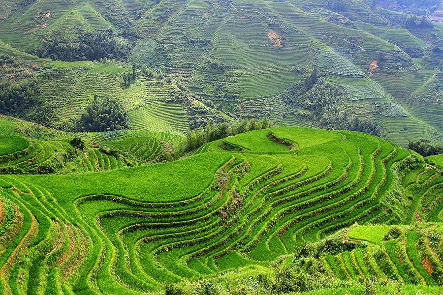 Longji Rice Terraces In Dazhai, China Photograph by Nisa And Ulli Maier ...