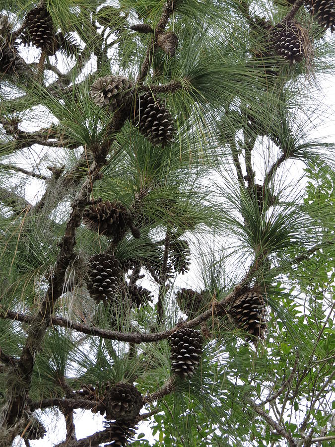 Landscape Photograph - Longleaf Pine cones by Zina Stromberg