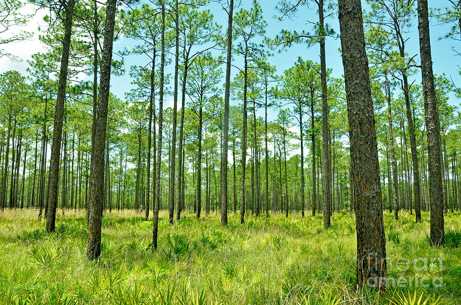 Longleaf Pine Forest Pinus Palustris Photograph by John Serrao