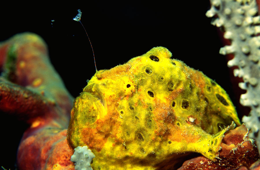 Longlure Frogfish Photograph by Charles Angelo
