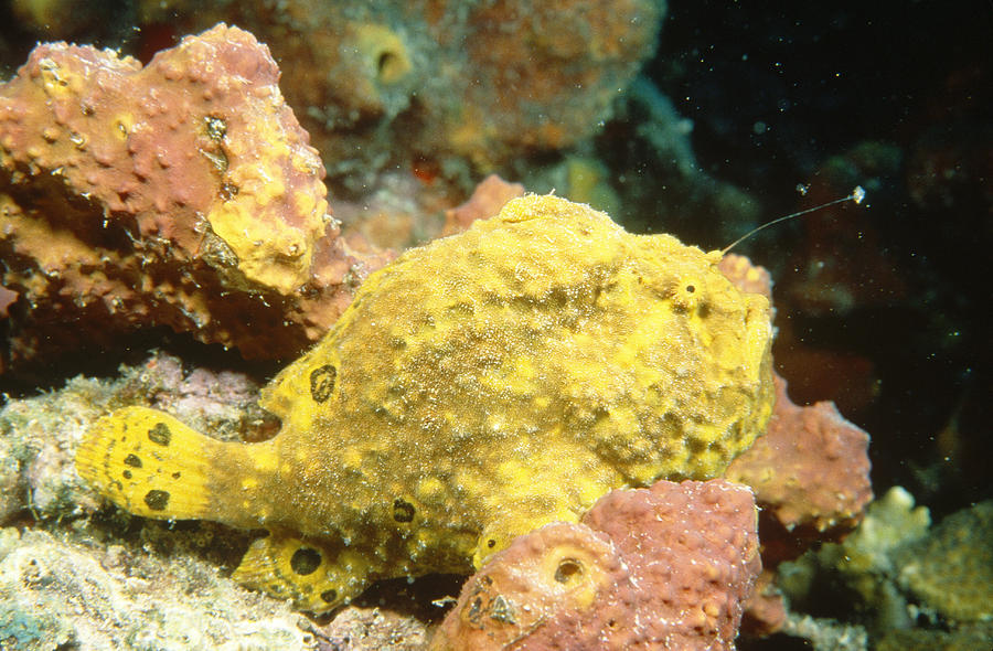 Longlure Frogfish With Extended Lure Photograph by Andrew J. Martinez