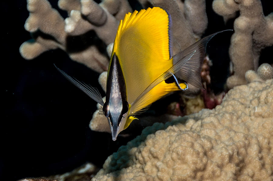 Longnose Butterflyfish Photograph By Tyler Knabe - Fine Art America