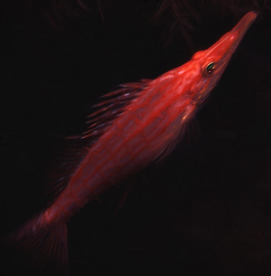 Longnose Hawk Fish Digital Art by Roy Pedersen
