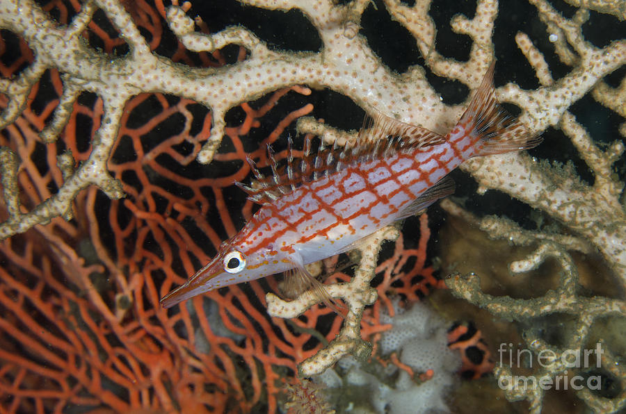 Longnose Hawkfish and Coral Photograph by Colin Marshall