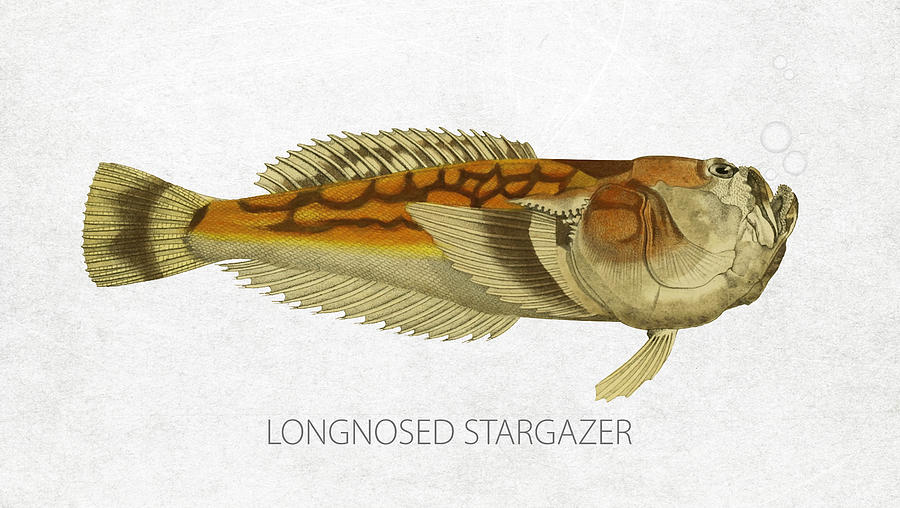 Fish Digital Art - Longnosed stargazer by Aged Pixel