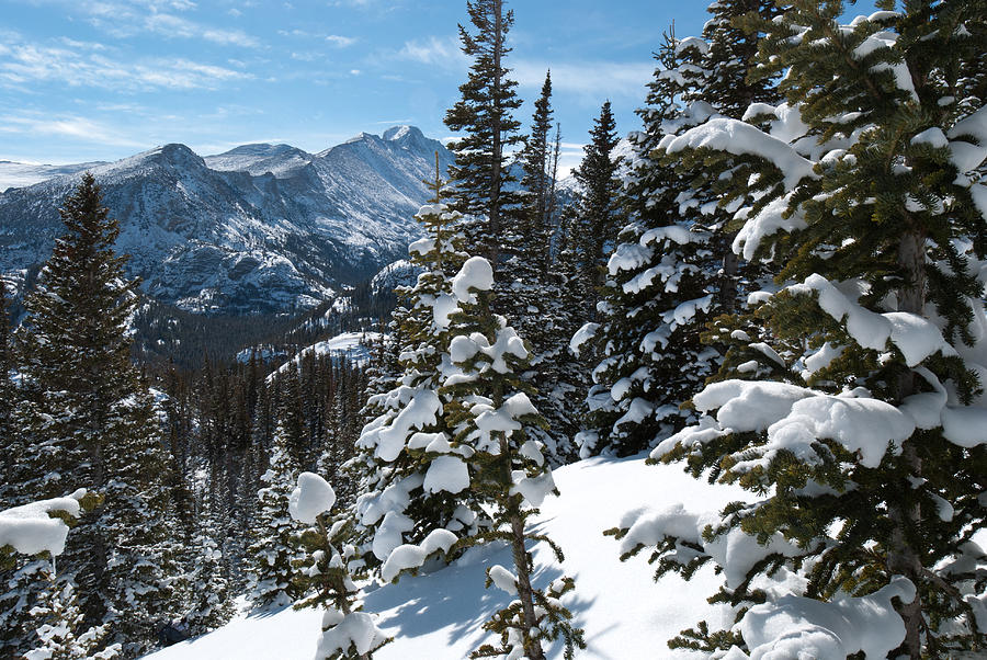 Longs Peak and Snow-covered Trees Photograph by Cascade Colors