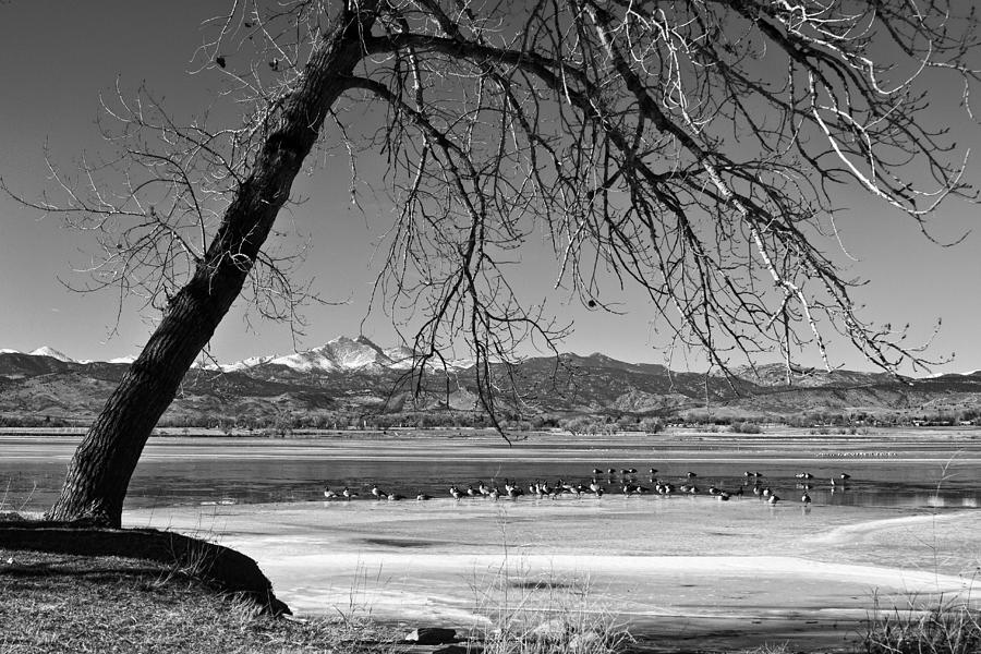 Longs Peak Geese BW Photograph by James BO Insogna