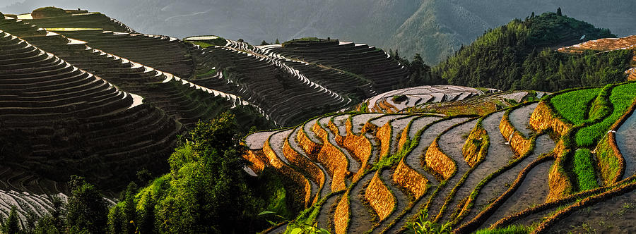 Longshen Rice Terrace Photograph by John Wang