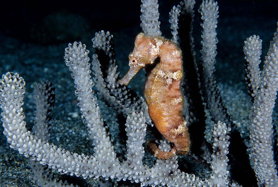 Longsnout Seahorse Photograph by Andrew J. Martinez