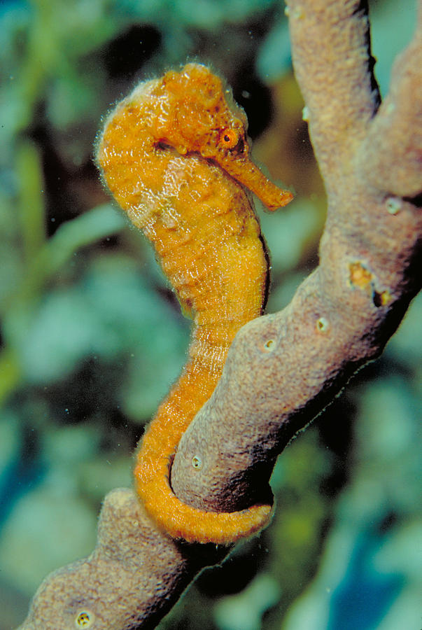 Longsnout Seahorse Photograph by Charles Angelo