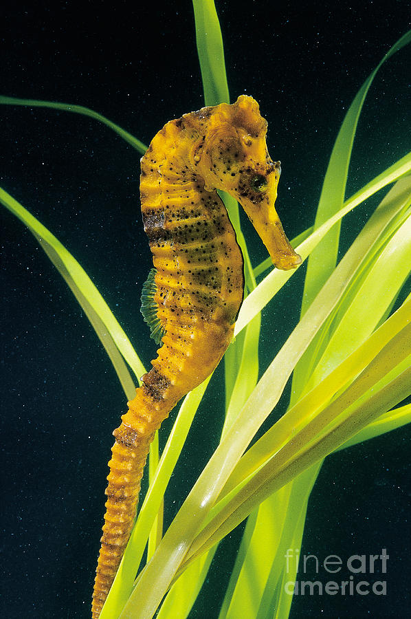 Fish Photograph - Longsnout Seahorse by Gregory G. Dimijian