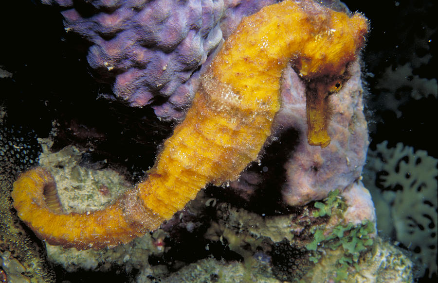 Longsnout Seahorse On Coral On Deep Reef Photograph by Mary Beth Angelo