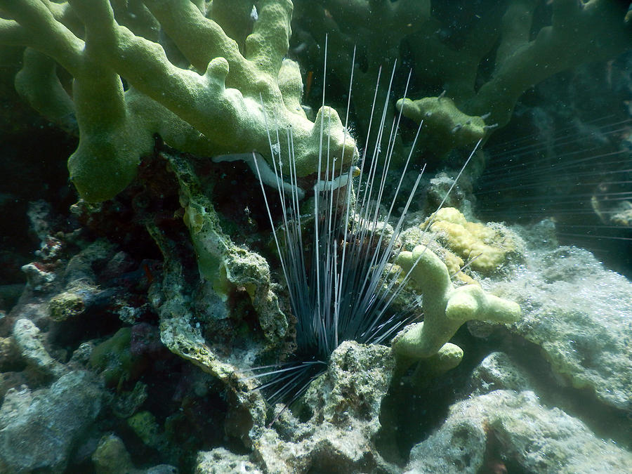 Longspine Sea Urchin Photograph by Carleton Ray