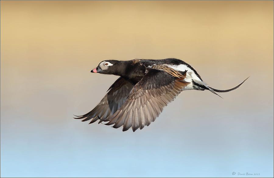 Longtailed Duck in Flight Photograph by Daniel Behm