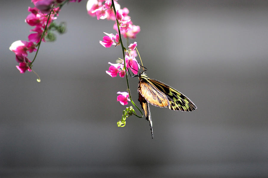 Butterfly Photograph - Longwing Butterfly by Becca Buecher