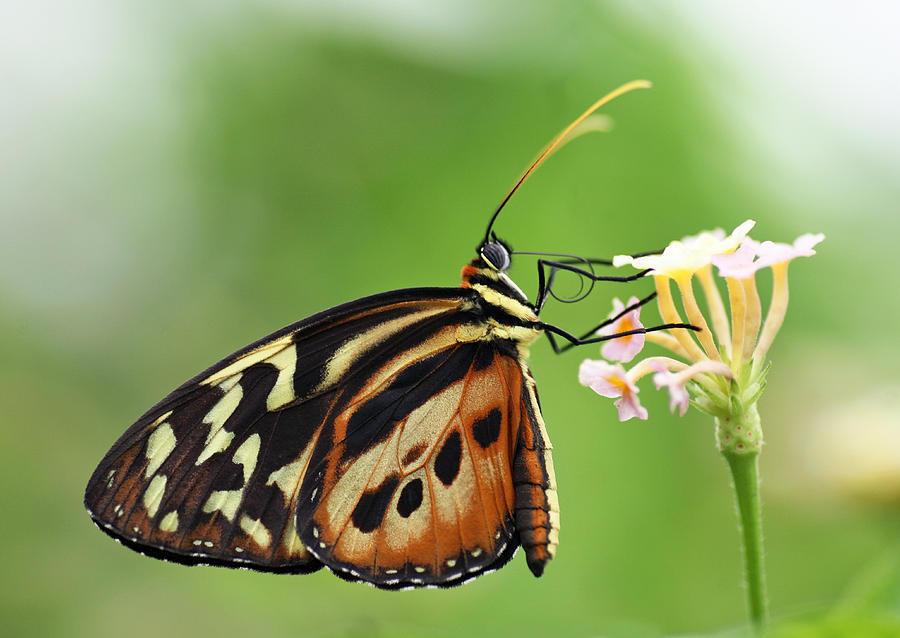 Longwing butterfly Photograph by John Keates