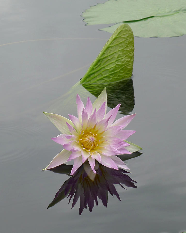 Longwood - Water Lily II Photograph by Richard Reeve