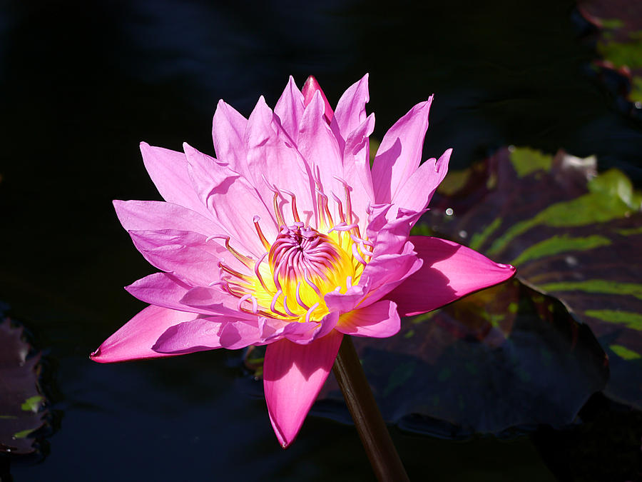 Longwood - Water lily III Photograph by Richard Reeve