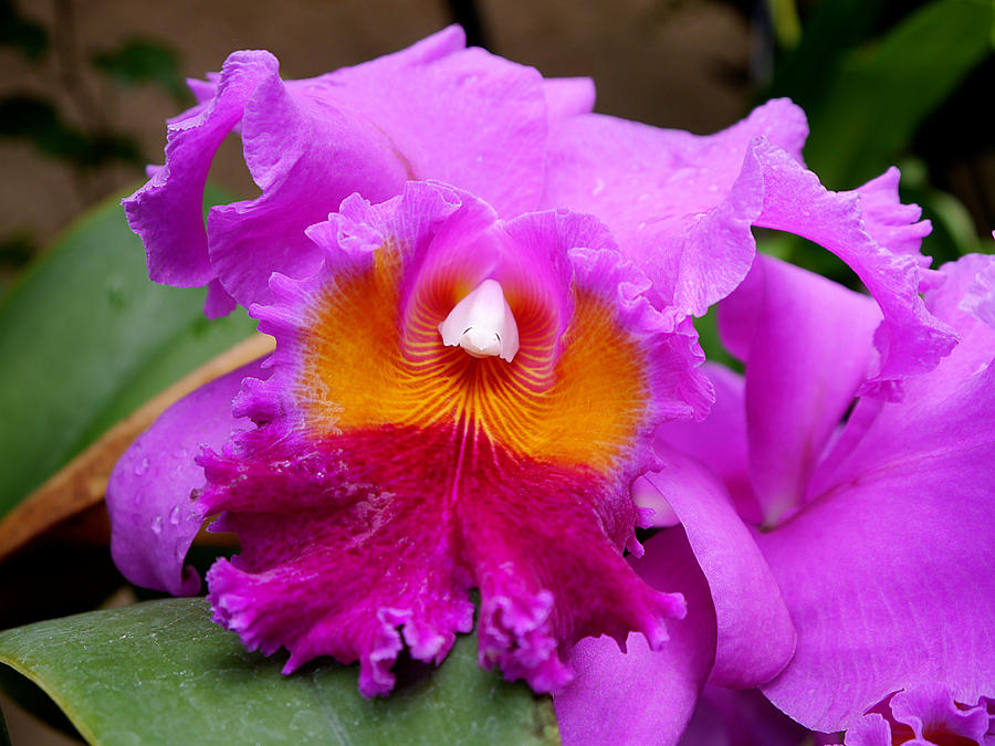 Longwood Gardens - Orchid 2 Photograph by Richard Reeve