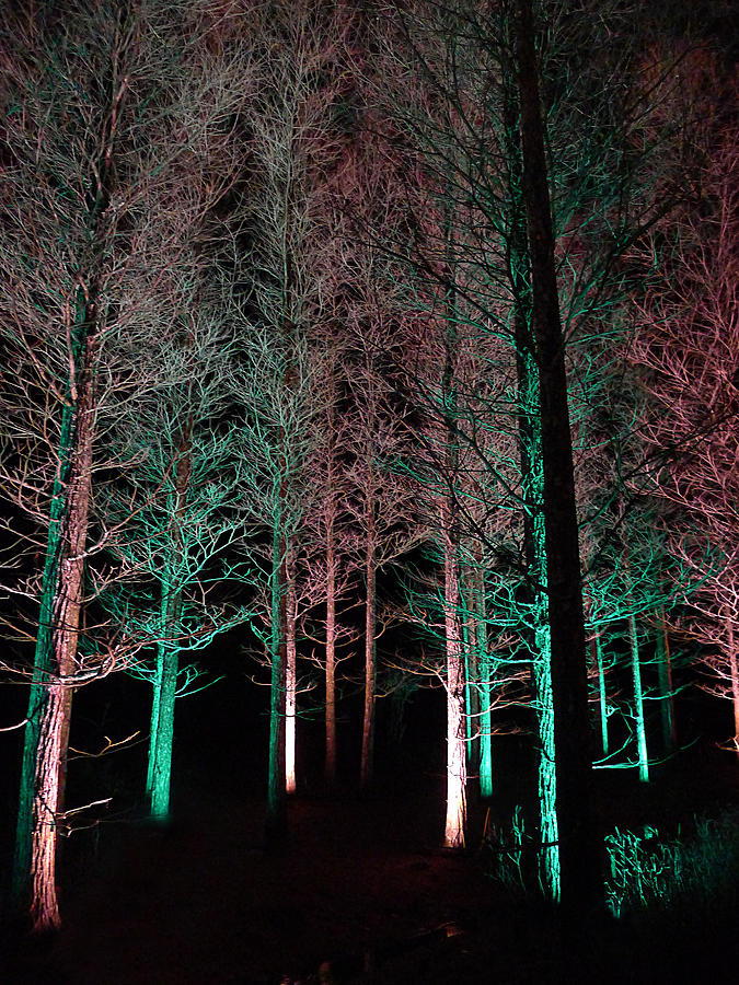 Longwood Gardens - Tree Walk at Night Photograph by Richard Reeve
