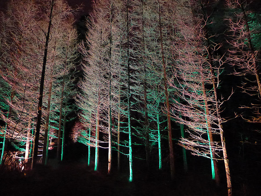 Longwood Gardens - Tree Stand at Night Photograph by Richard Reeve