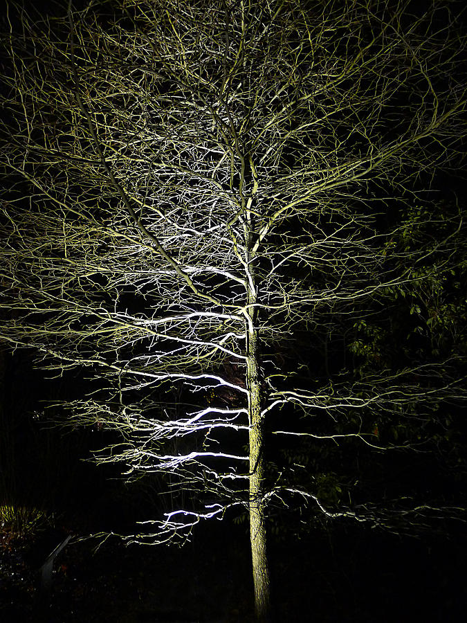 Longwood Gardens - Winter Tree Photograph by Richard Reeve