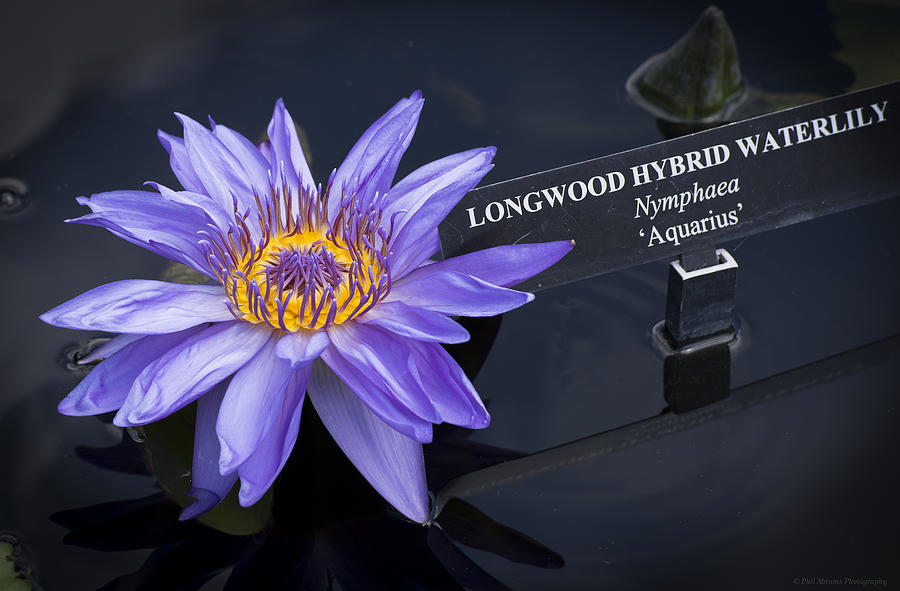 Longwood Hybrid Water Lily Photograph by Phil Abrams