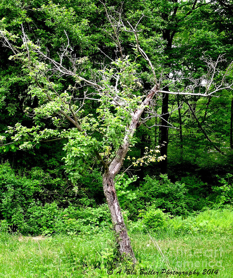Tree Photograph - Lonley Apple by Ann Butler