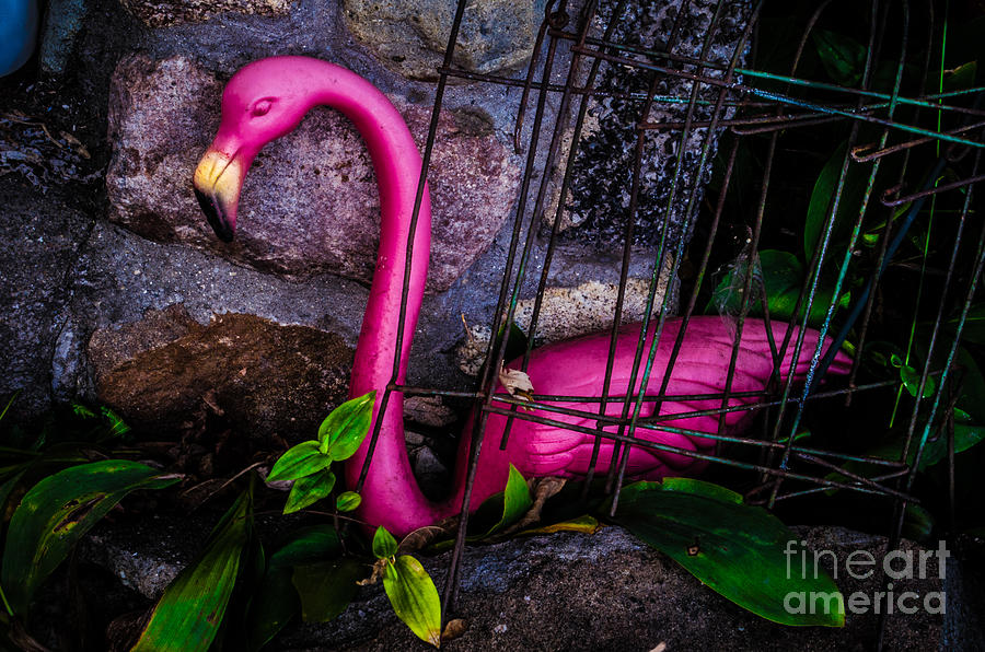 Lonley Flamingo Photograph by Michael Arend