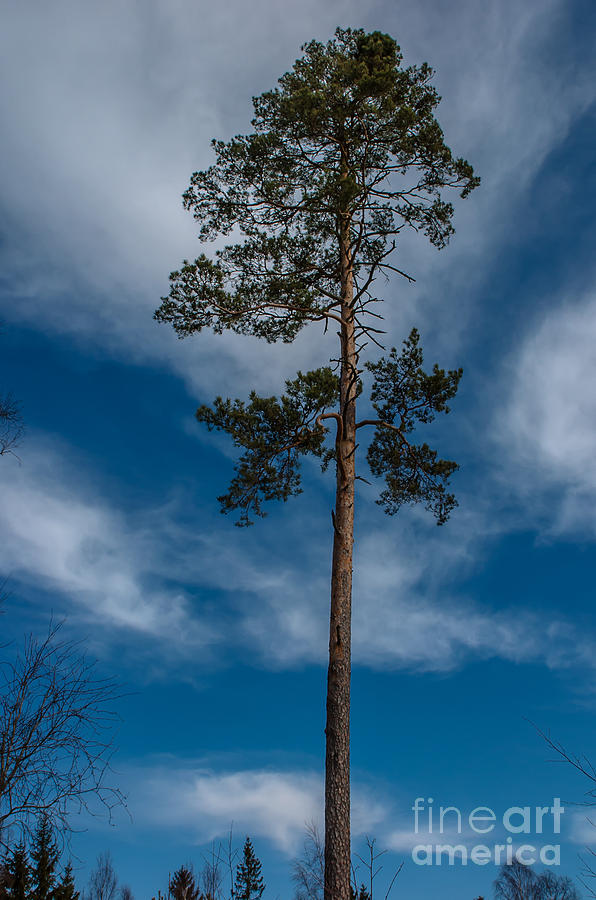 Lonley tree Photograph by Jorgen Norgaard
