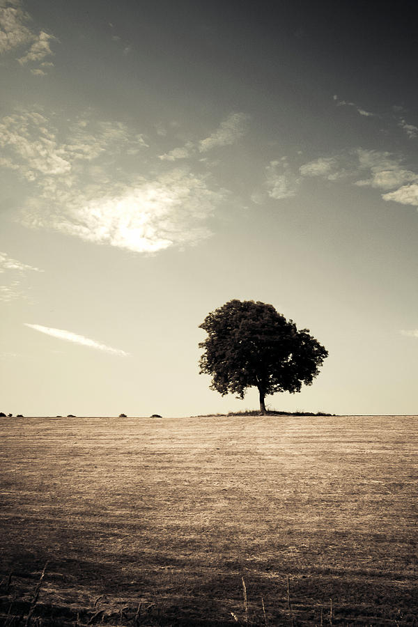 Tree Photograph - Lonsome Listry by Mark Callanan