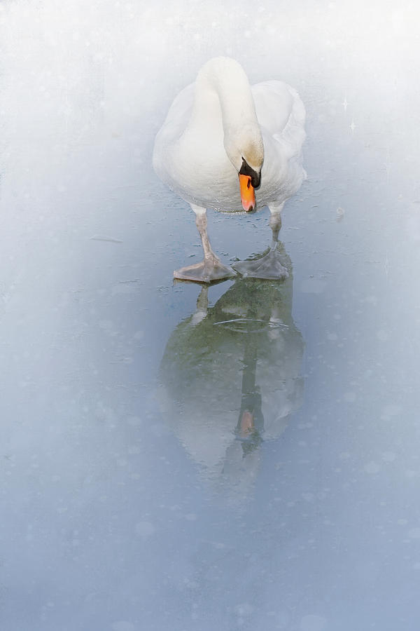 Look Alike by Annie Snel Look Alike by Annie Snel