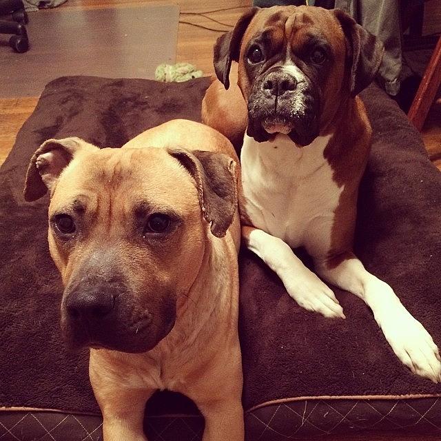 Adorable Photograph - Look At All My Bitches! #boxer #mutt by Samantha Rash