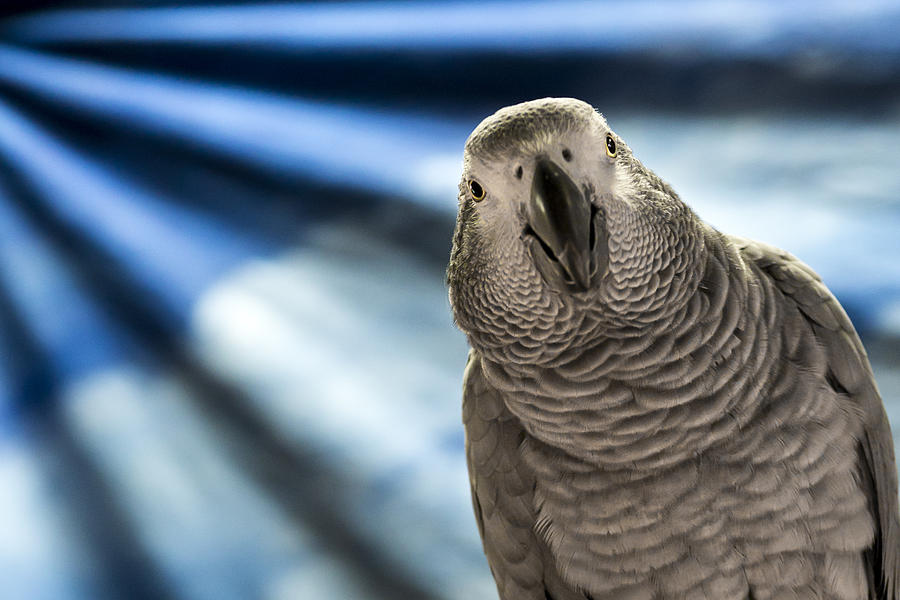 Parrot Photograph - Look at Me by Caitlyn  Grasso