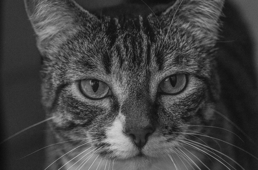 Cat Photograph - Look at me by Chad Sedam