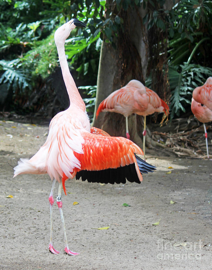 Flamingo Photograph - Look at Me by Cheryl Del Toro