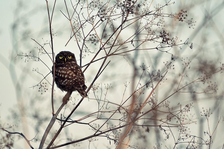 Owl Photograph - Look At Me! by Emilian Avramescu