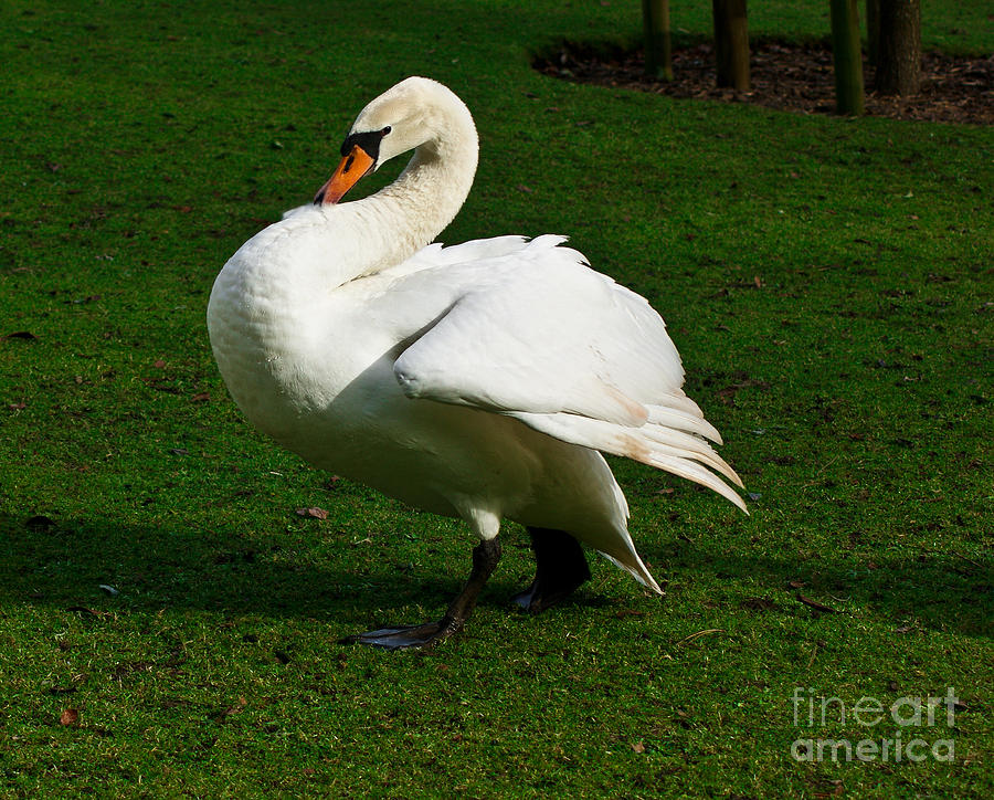 Swan Photograph - Look at me by Peter Nix