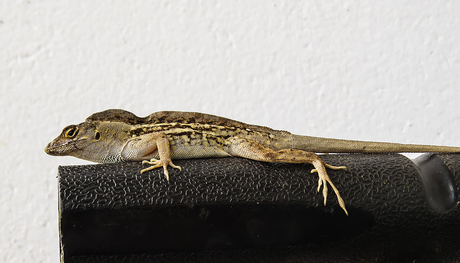 Reptile Photograph - Look At Me by Zina Stromberg
