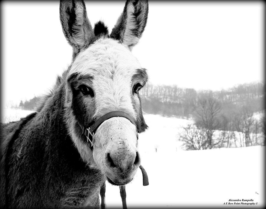 Winter Photograph - Look At Meee by Alexandra  Rampolla