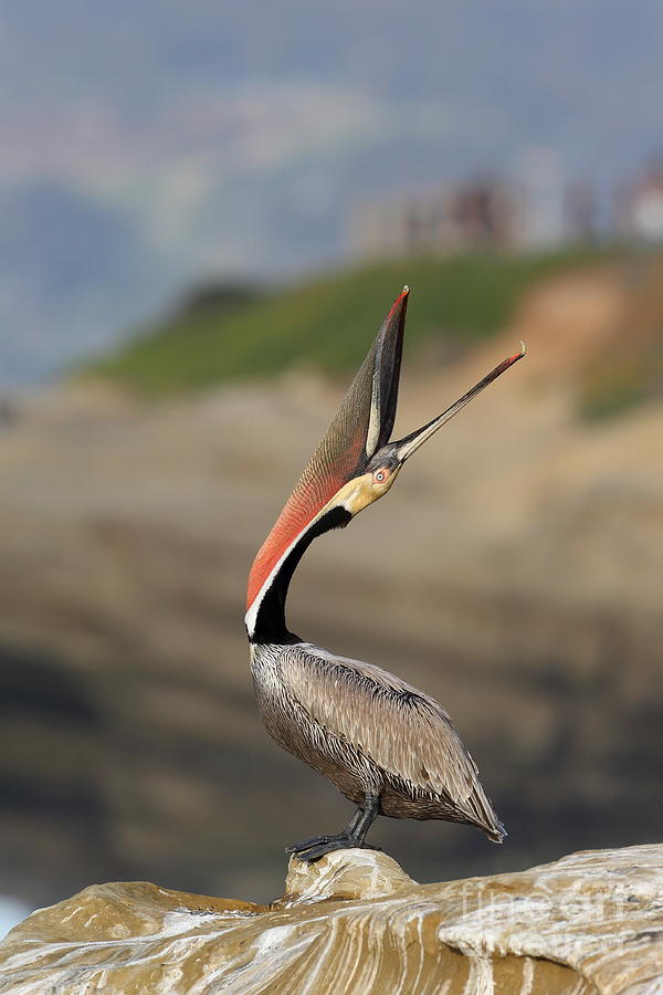 Pelican Photograph - Look at that by Bryan Keil