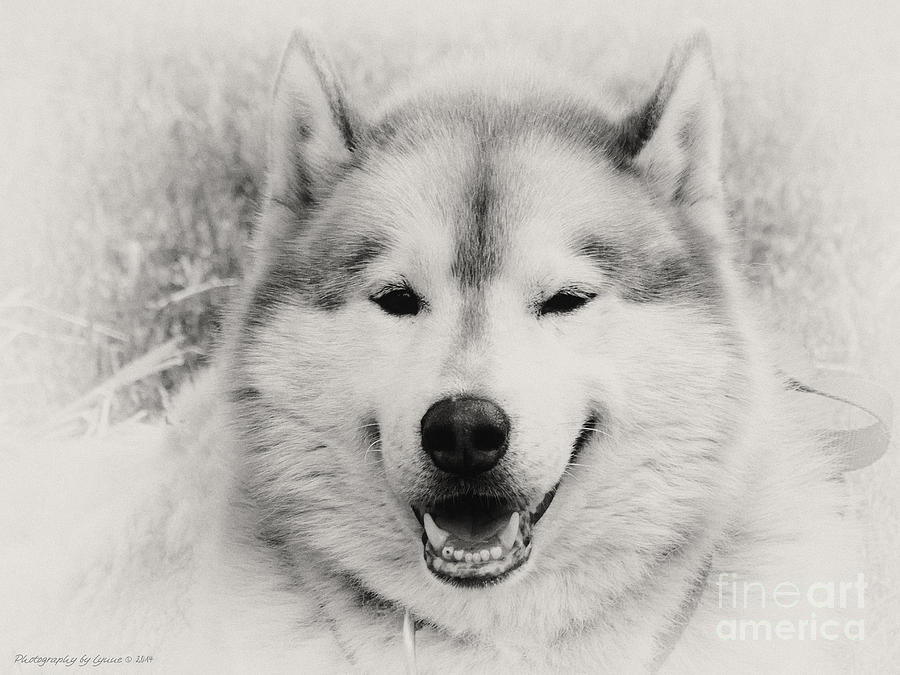 Dog Photograph - Look at That Face by Gena Weiser