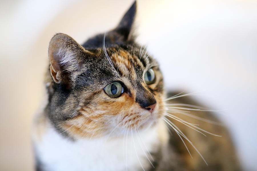 Cat Photograph - Look at those Eyes by Rebecca Cozart