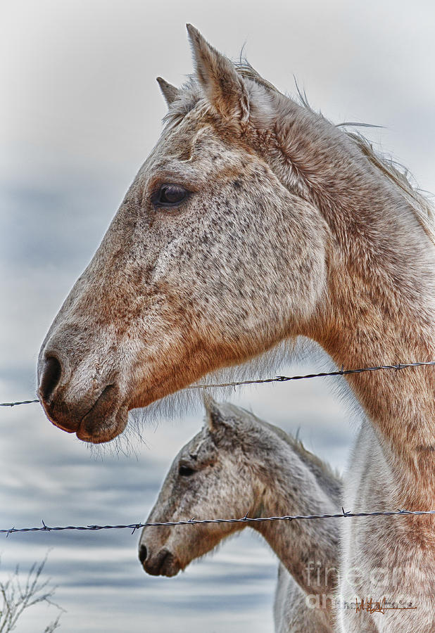 Horse Photograph - Look Away by Deb Mitchell