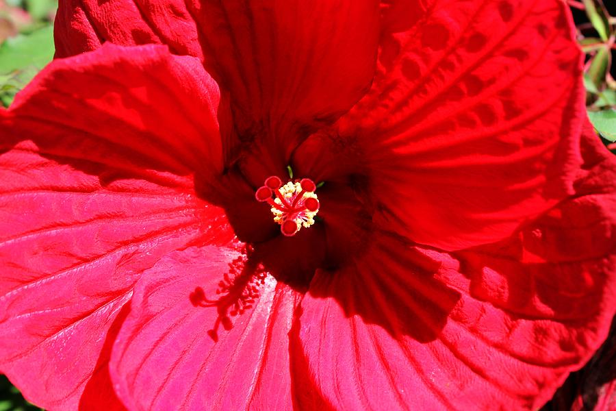 Red Flower Photograph - Look closer by Alina Skye