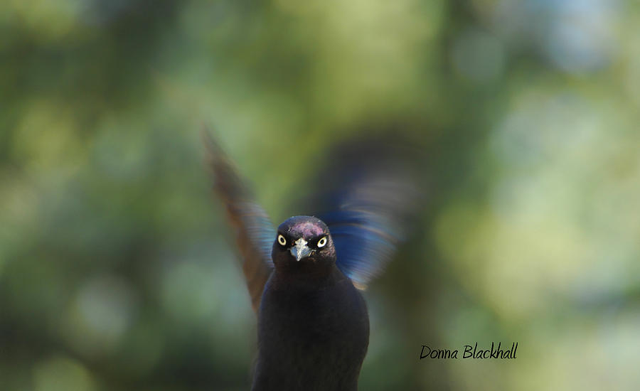 Look Deep Into My Eyes Photograph by Donna Blackhall