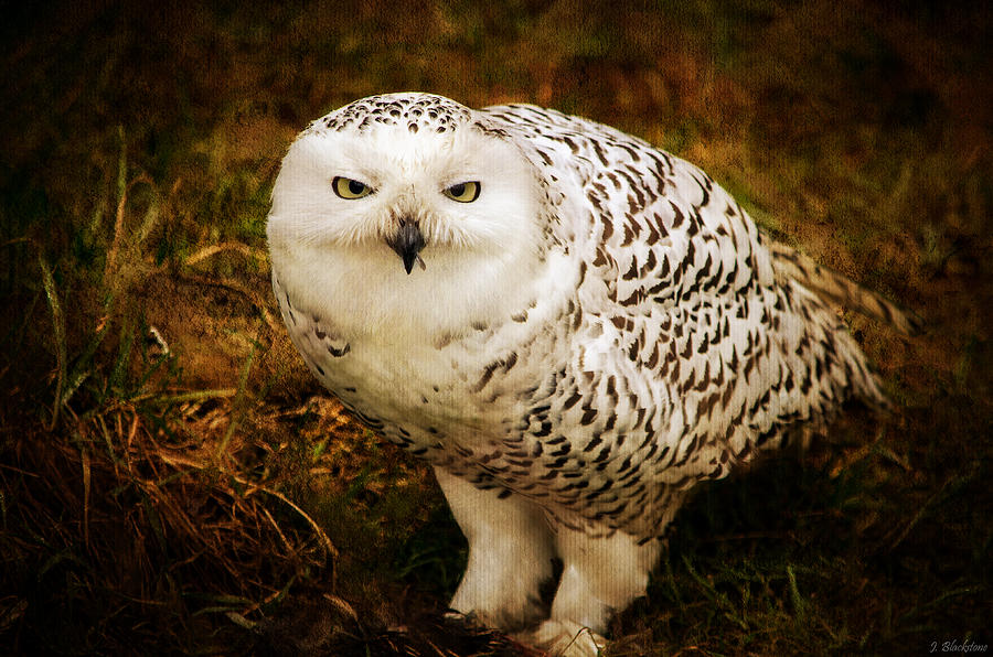 Owl Photograph - Look Deep Into Nature by Jordan Blackstone
