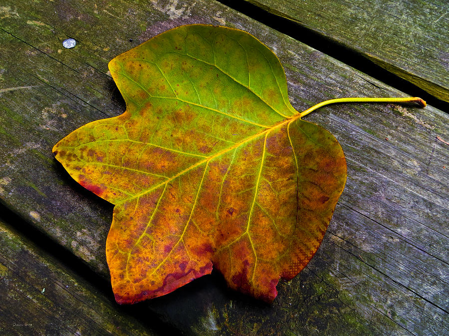 Fall Photograph - Look Down 3 by Shawna Rowe