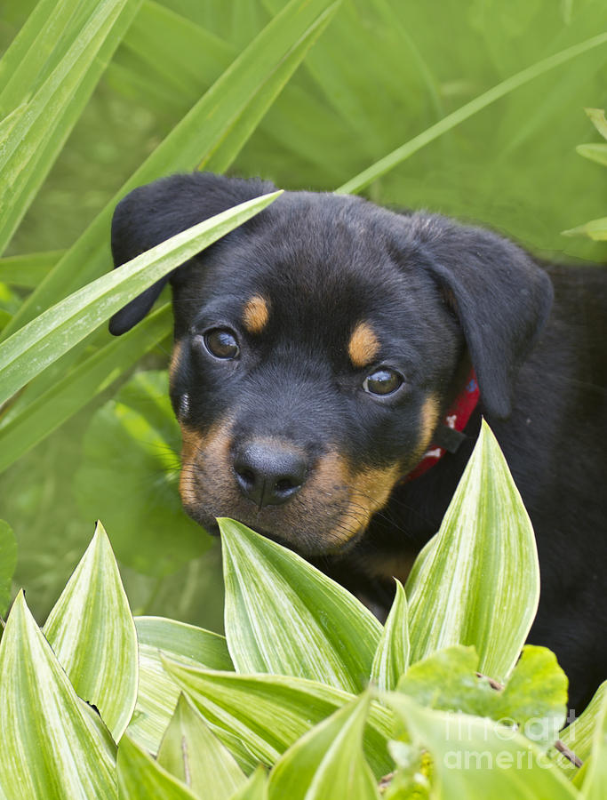 Rottweiler Puppy Photograph by Heiko Koehrer-Wagner