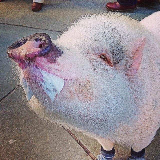 Boston Photograph - Look How Happy He Is! #bobbythepig #pig by Emily Hames